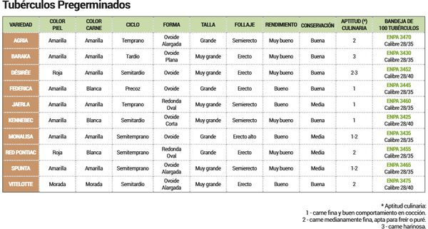 Bandeja Patata de Siembra Baraka 100 unidades